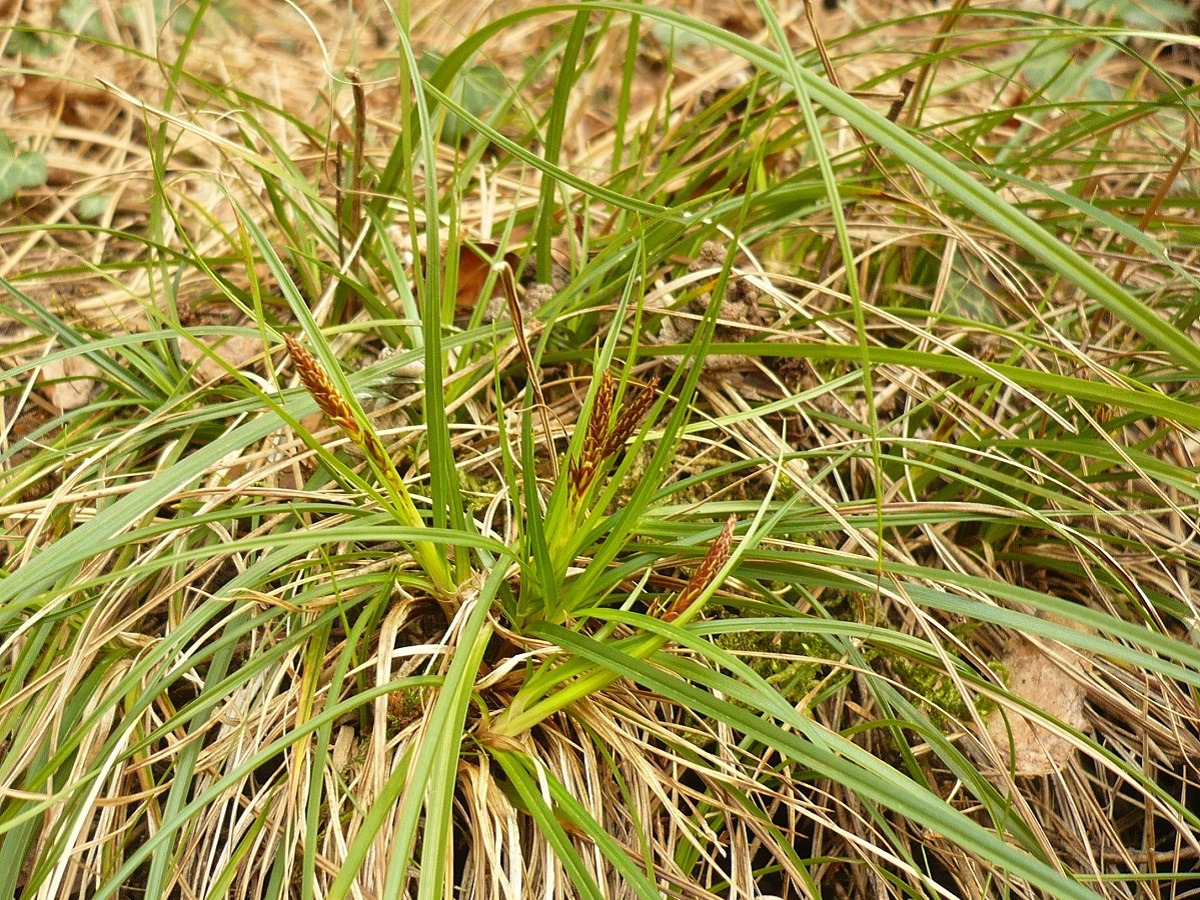 Carex humilis (Cyperaceae)
